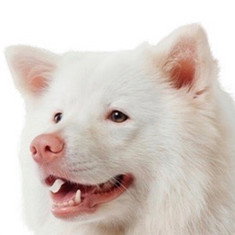 Meechok